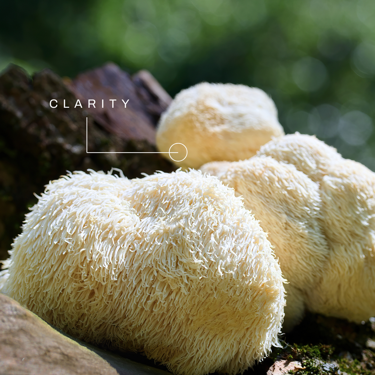 Organic Lions Mane Mushroom Extract Tincture