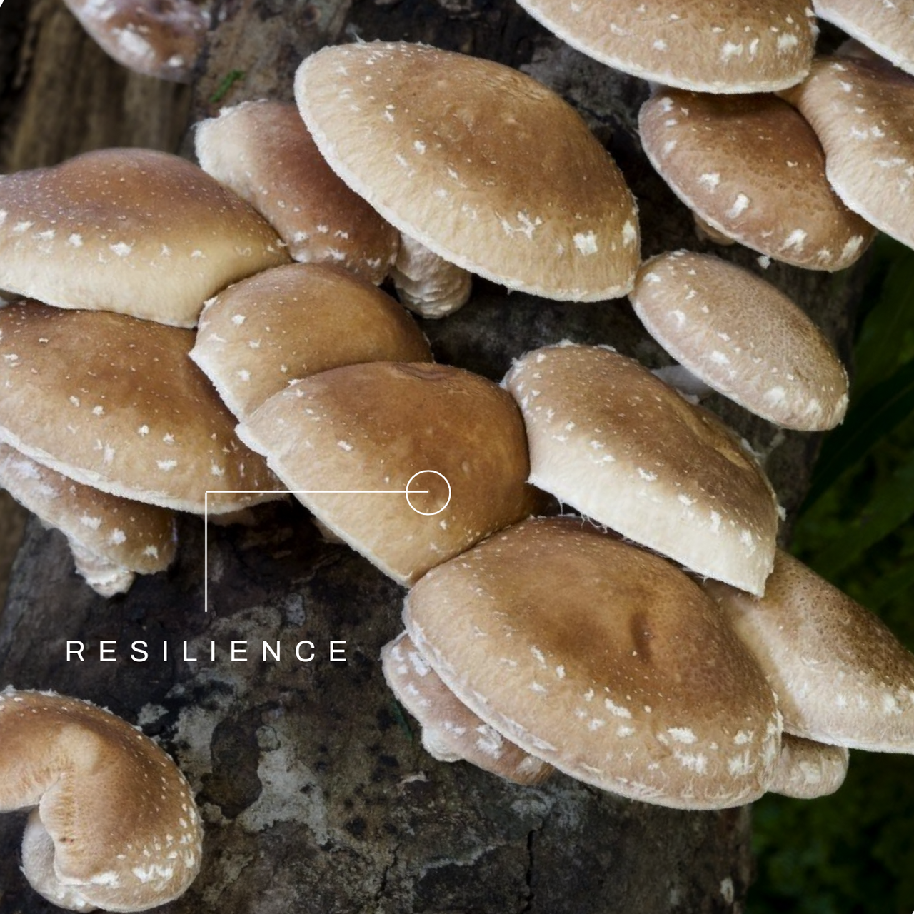 Shiitake Mushroom Extract Tincture