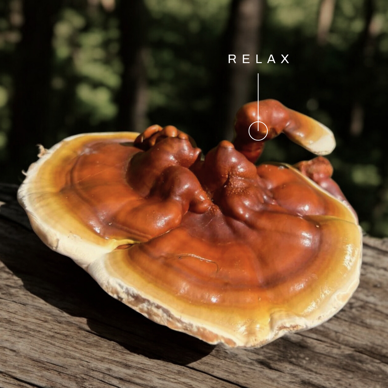 Reishi Mushroom Extract Tincture