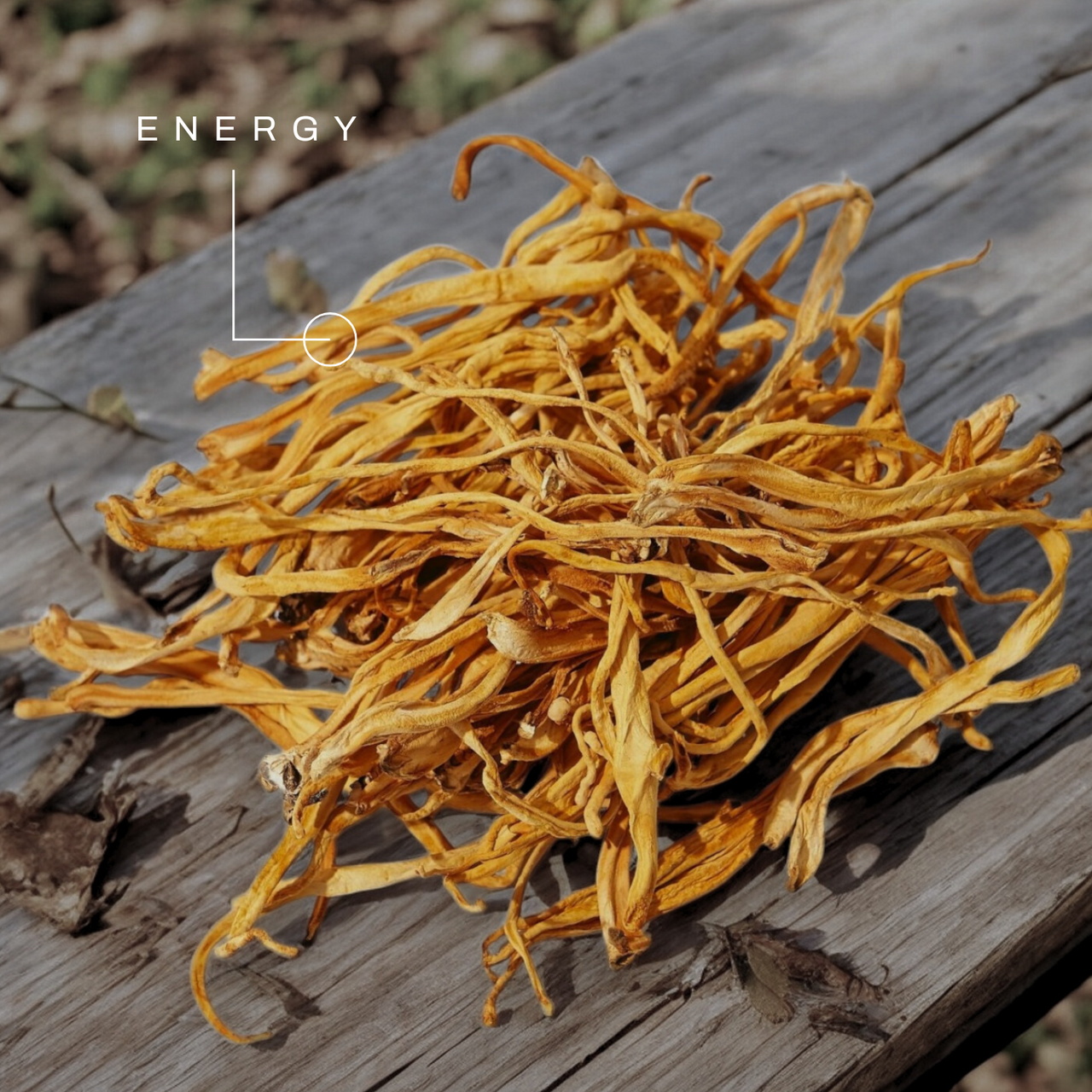 Cordyceps Mushroom Extract Tincture