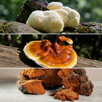 TRINITY Mushroom Extract Tincture (50ml)